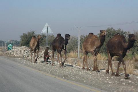 camellos-pakistan.jpg
